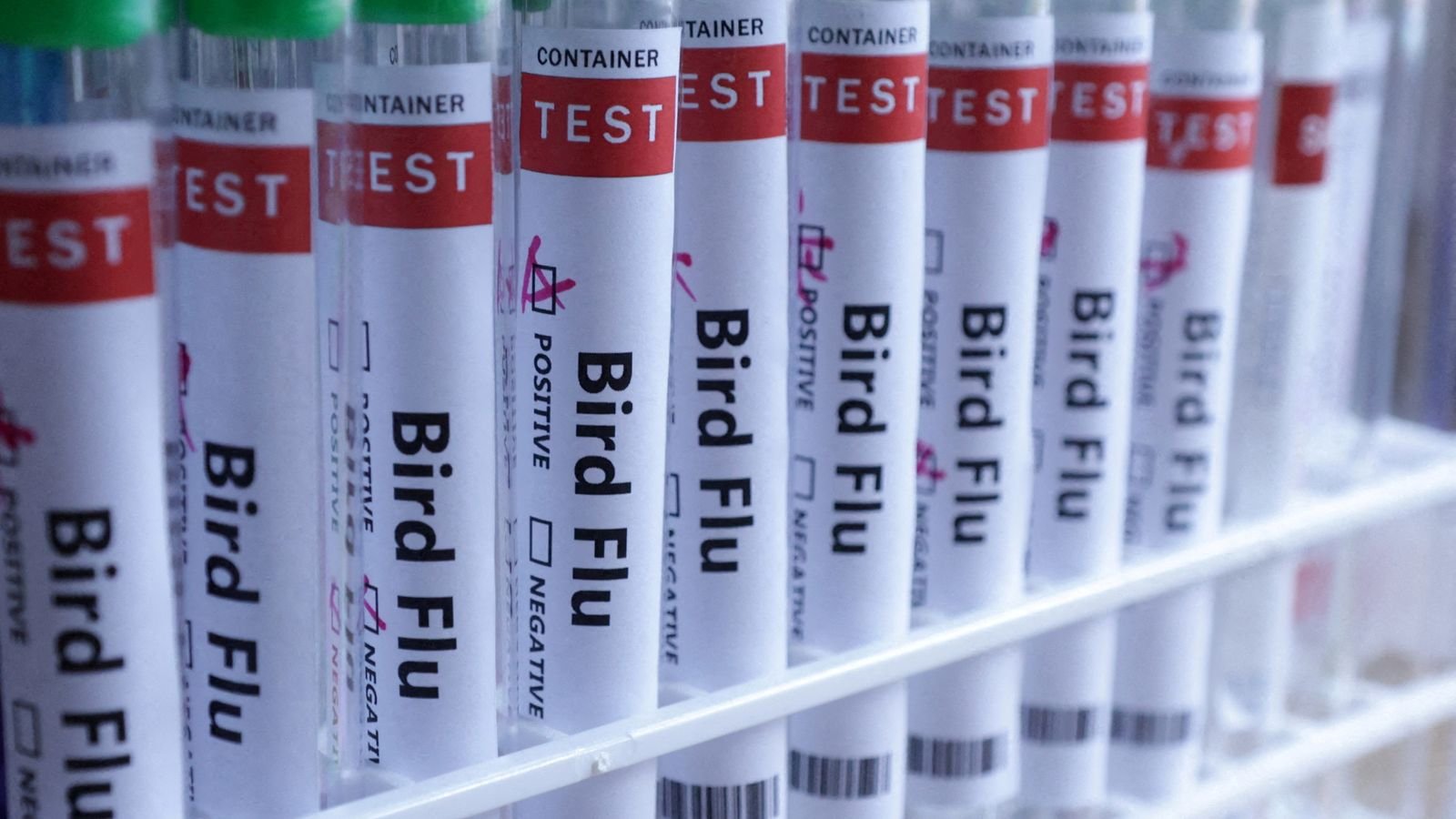 FILE PHOTO: Test tubes are seen labelled