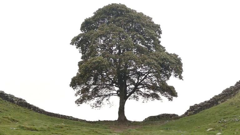 An image of the Sycamore Gap standing, which was shown in evidence. This image was taken at approx. 5.20pm on Wednesday 27 September 2023.
Pic: CPS