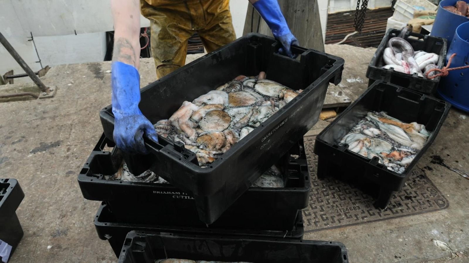 Octopuses, sharks and tuna that are booming in the sea around the UK could be part of a fundamental shift in the marine environment
