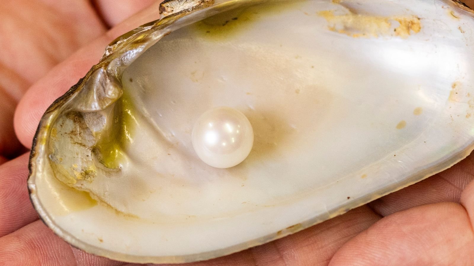 The Abernethy Pearl. Pic: PA/Duncan McGlynn