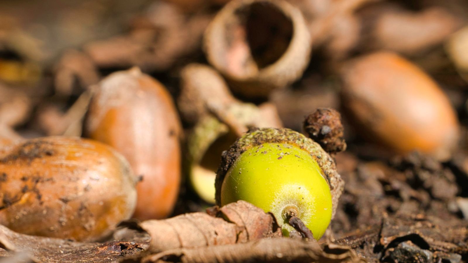 Many areas have reported seeing woodlands covered in large numbers of acorns. Pic: iStock