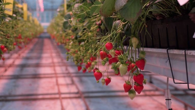 Acres of strawberries ripening in West Sussex